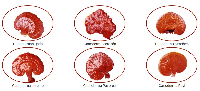 Ganoderma Lucidum - El Rey de las Hierbas
